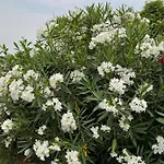 Angelo Gasthuis Koper