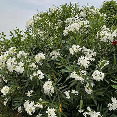 Angelo ゲストハウス コペル