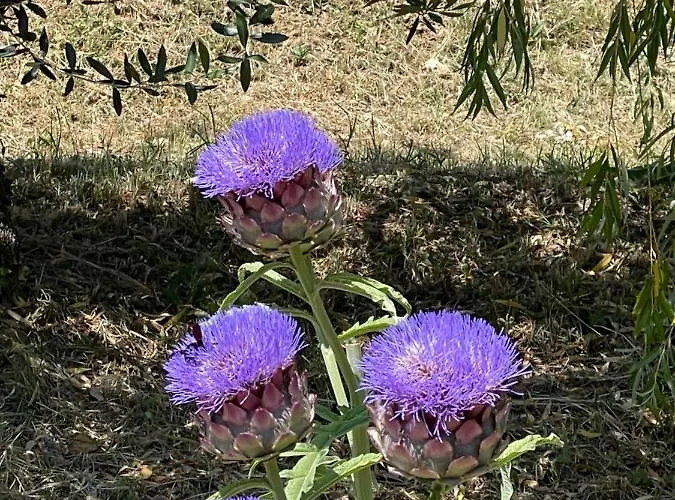 Πανσιόν Angelo 3*