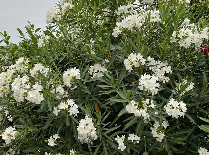 Angelo Vendégház Koper