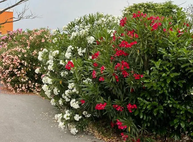 Angelo Πανσιόν 3*